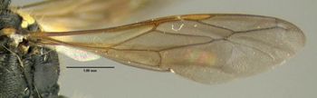 Media type: image;   Entomology 602923 Aspect: front wing